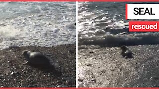 Seal pup badly injured by ghost netting being realised back into the wild