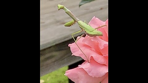 Praying mantis licks his lips at the prospect of catching a juicy butterfly