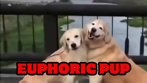 Euphoric Pup: The Viral Video of a Blissful Dog