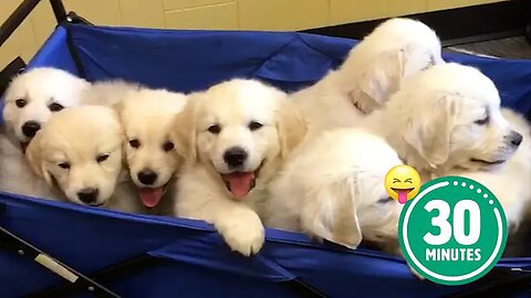 30 Minutes of the World's CUTEST Puppies! 🐶💕 The Pet Collective