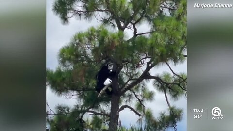 Bear shooting under review by Florida Fish and Wildlife Conservation Commission