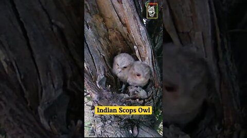 Indian Scops Owl Couple #owls #nestling #lovesong #wildlife #trending #shorts