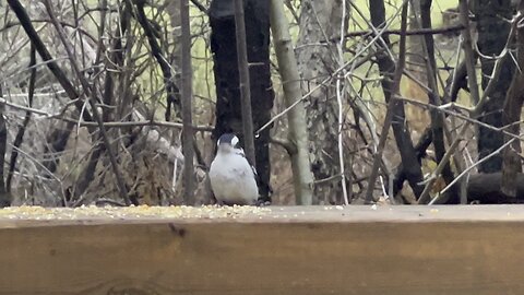 Downy Woodpecker James Gardens Toronto