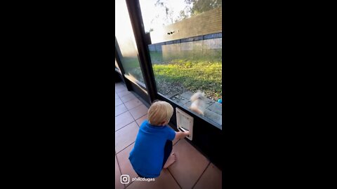 Toddler Helps His Dog Through the Doggie Door