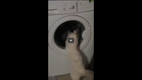 Crazy Cats Reaction Against Washing Machines #Shortsvideo