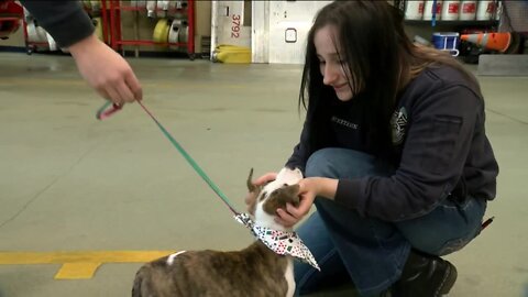 Plane filled with more than 50 dogs crash lands into the hearts of their rescuers