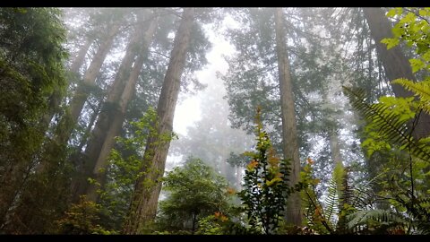 Redwood National Park#nature #youtube shorts #viral videos #short