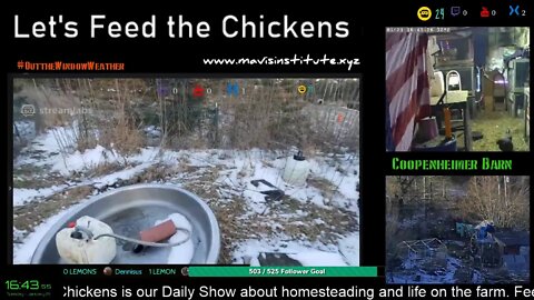 Let's Feed the Chickens : EP 34: A well thought out plan.