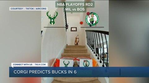 Corgi predicts Bucks in 6 against Boston Celtics in viral video