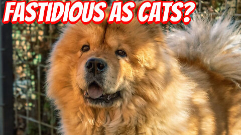 The Weird Chow Chow!