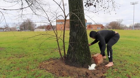 Dude tries his best to catch bunny rabbit, hilariously fails