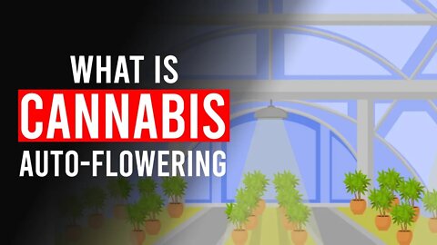 What is CANNABIS Auto Flowering?