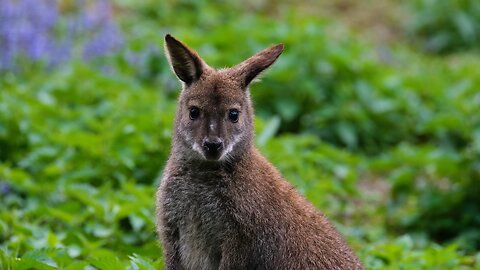 Young Kangaroo Shorts