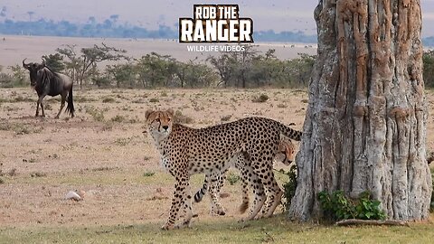 Cheetah Coalition On Patrol | Lalashe Mara Ripoi Safari