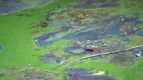 Why is there so much blue-green algae in Blue Cypress Lake?