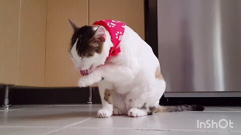 fanny cat video