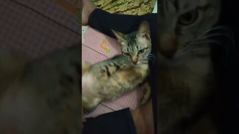 kucing lagi nyantai