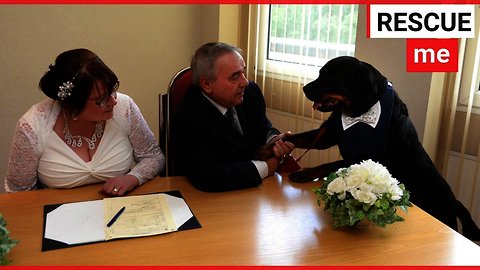 A Rottweiler acts as best man at owners wedding