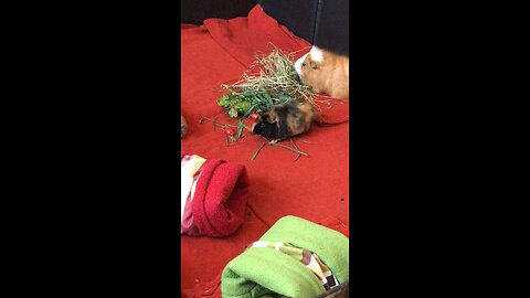 Zoomies with then baby Guinea pig Tibby