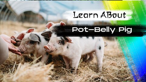 Vietnamese Pot-Belly Pig One Alternative Animal To Have As A Pet