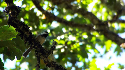 Black Capped Chickadee