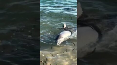 Dolphins at Monkey Mia, Perth WA