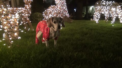 A Magical Beagle Christmas!