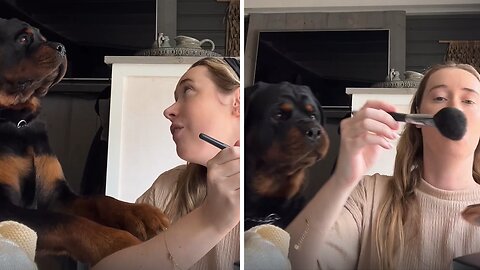 Clingy Rottweiler Adorably Asks For More Attention