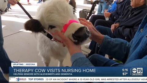 The mini cow that's on a mission to bring people some joy