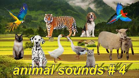 Animal sounds, learning animal sounds: tigers, geese, ducks, dogs, cats, cows, squirrels #4