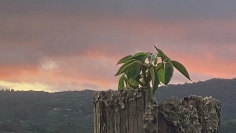 KAUA’I SUNSET DELIGHTS