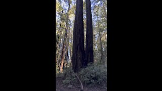 Looking Up 2 Redwoods