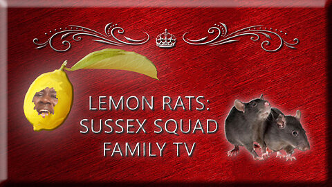 Lemon Rat: Sussex Squad Family TV