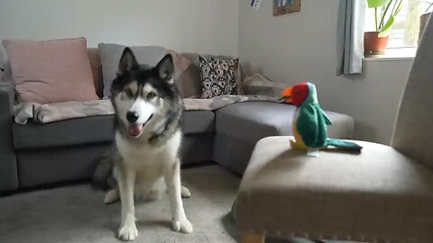 husky has argument with a bird that can talk 🦜🐕‍🦺