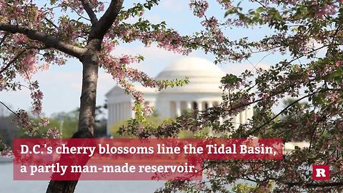 Facts about D.C.'s world-famous cherry blossom trees | Rare News