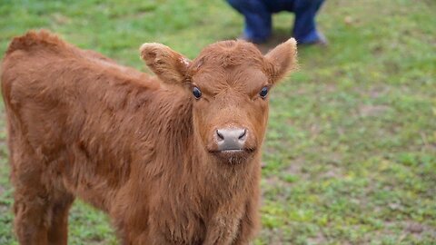 !!!best baby cow compilation!!!