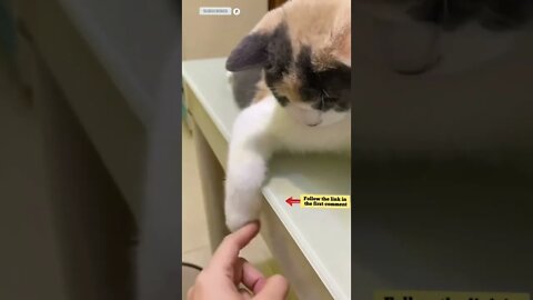 cute cat videos 😹 funny videos 😂 857 😻