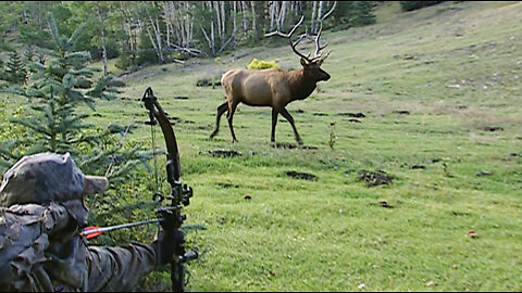 Bugling Bull Elk- Don't shoot the first Bull!