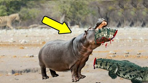 CROCODILO SE DÁ MAL! HIPOPÓTAMO DETONA CROCODILO! ELEFANTE, LEÃO, TIGRE