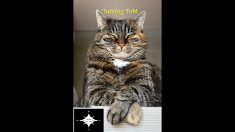 Talking Tom | 2022 | Try not to laugh | Make Fun | Annoyed cats | OzRiC | DivineEnergy