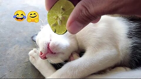 Funniest Animals 2023 🤣 New Funny Cats and Dogs Videos 😻🐶 Part 4