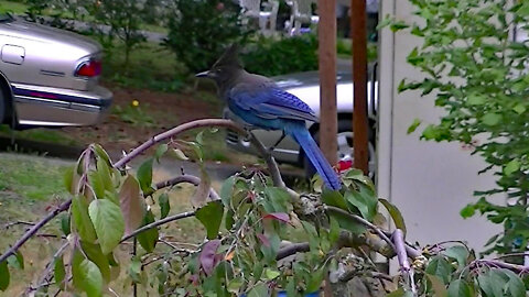 IECV NV #618 - 👀 Steller's Jay On The Weeping Cherry Tree🐦 6-9-2018