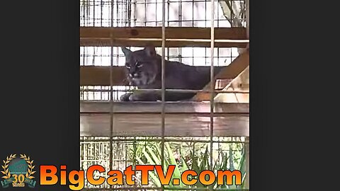 🎃Join us as we hand out pumpkin enrichment to the cats at Big Cat Rescue! It’s one of their favorite