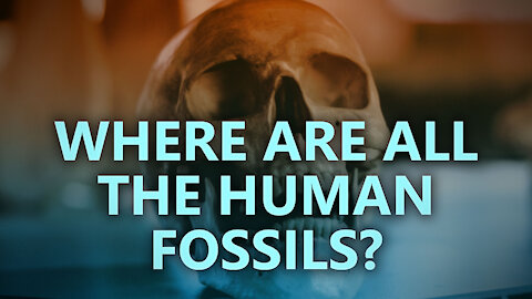 Where are all the human fossils?