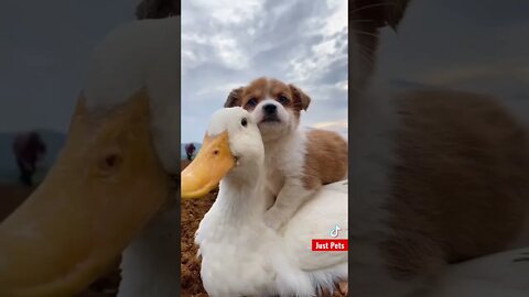 Puppy king of ducklings #shorts #cute #tiktok #funnyvideos #birds