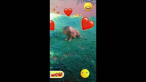 Funny animal videos