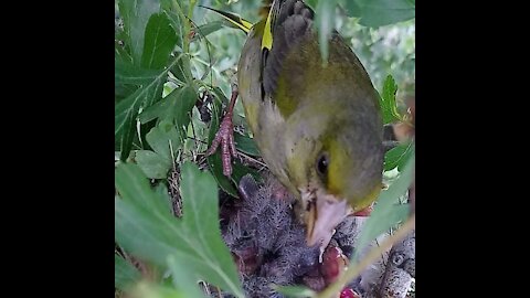 A beautiful and cute female bird who feeds her young.