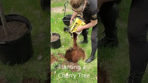 Planting a Cherry Tree ~ Grow Your Own Food