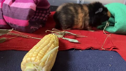 Guinea pigs eating bamboo