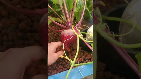 Beets in aquaponics system #shorts